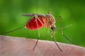 Zeci de cazuri de infectare cu virusul West Nile, în Grecia