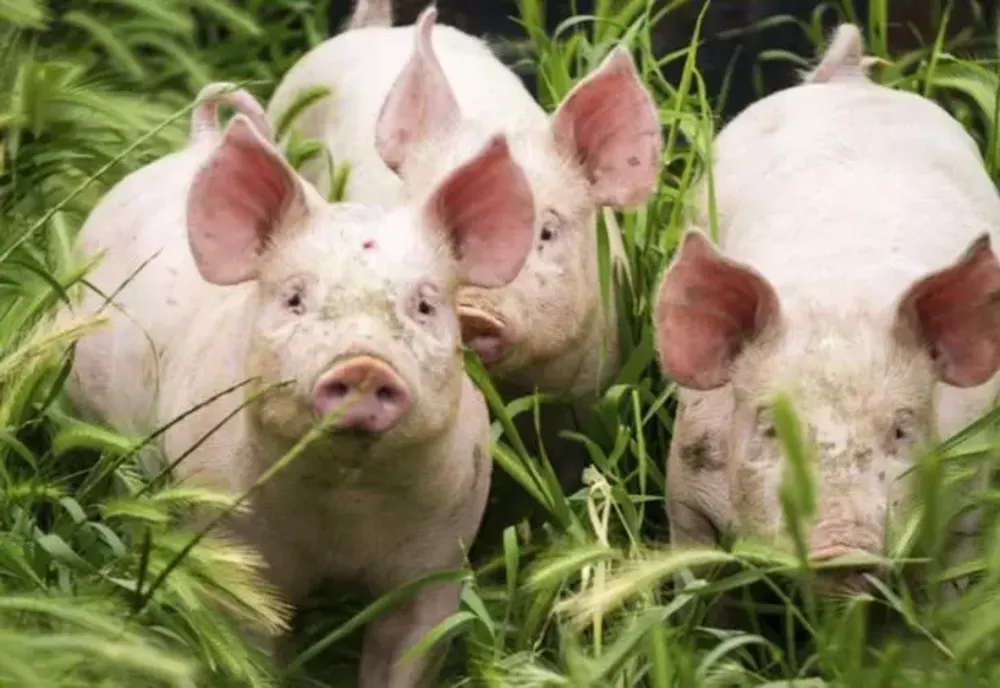 Ministrul Agriculturii cere renunțarea la LEGEA PORCULUI - Animalele pot fi sacrificate în curte