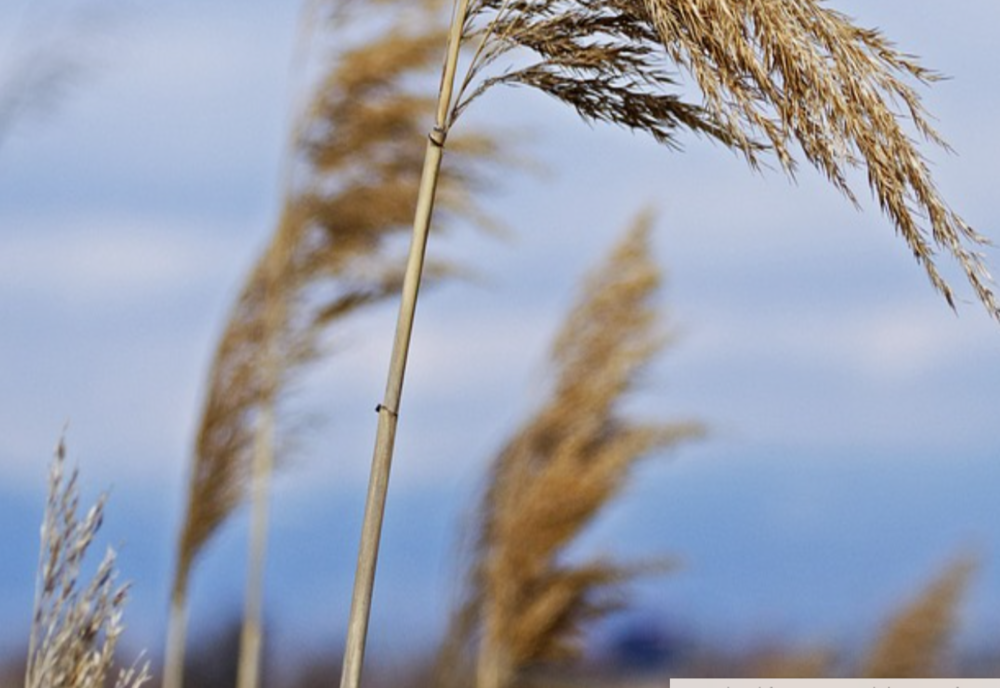 Vreme 12 februarie. Temperaturi de primăvară și cod galben de vânt