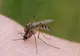 Alertă în Grecia: 110 cazuri de infectare cu virsul West Nile! 9 persoane au murit